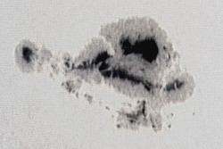 Immagine della regione attiva solare N.720, di dimensioni pari al pianeta Giove, che &egrave; nata e si &egrave; evoluta a meta' del mese di gennaio 2005.ripresa alle 12.20 del 17/01/05 da Roma (EUR) mediante riflettore Meade LX 200 G.P.S. 8”, con webcam 